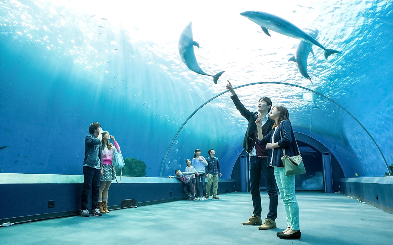 Visitors observing dolphins in the underwater tunnel at Hakkeijima Sea Paradise, Japan.