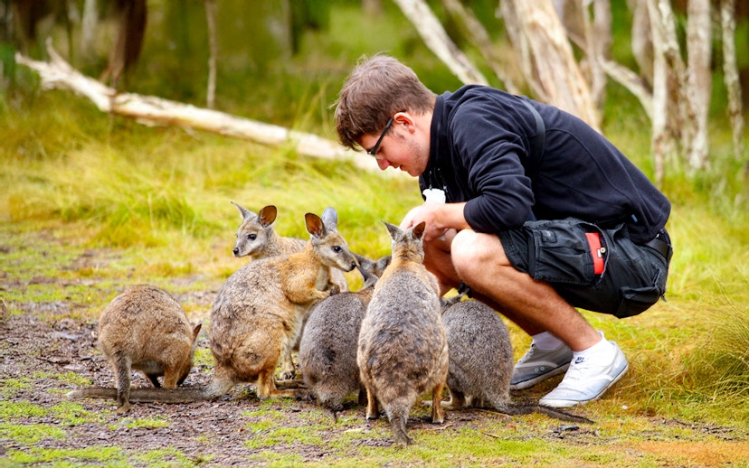 Tourist feeding wallabies at Moonlit Sanctuary, Phillip Island Tour.