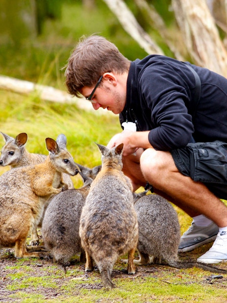 Tourist feeding wallabies at Moonlit Sanctuary, Phillip Island Tour.