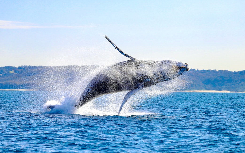 Whale breaching in the ocean near Newcastle, Australia.