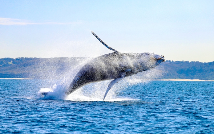 Whale breaching in the ocean near Newcastle, Australia.