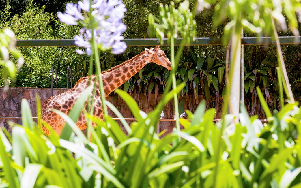 Family observing giraffes at Jardim Zoologico, Lisbon.