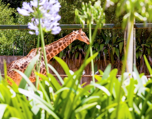 Jardim Zoologico
