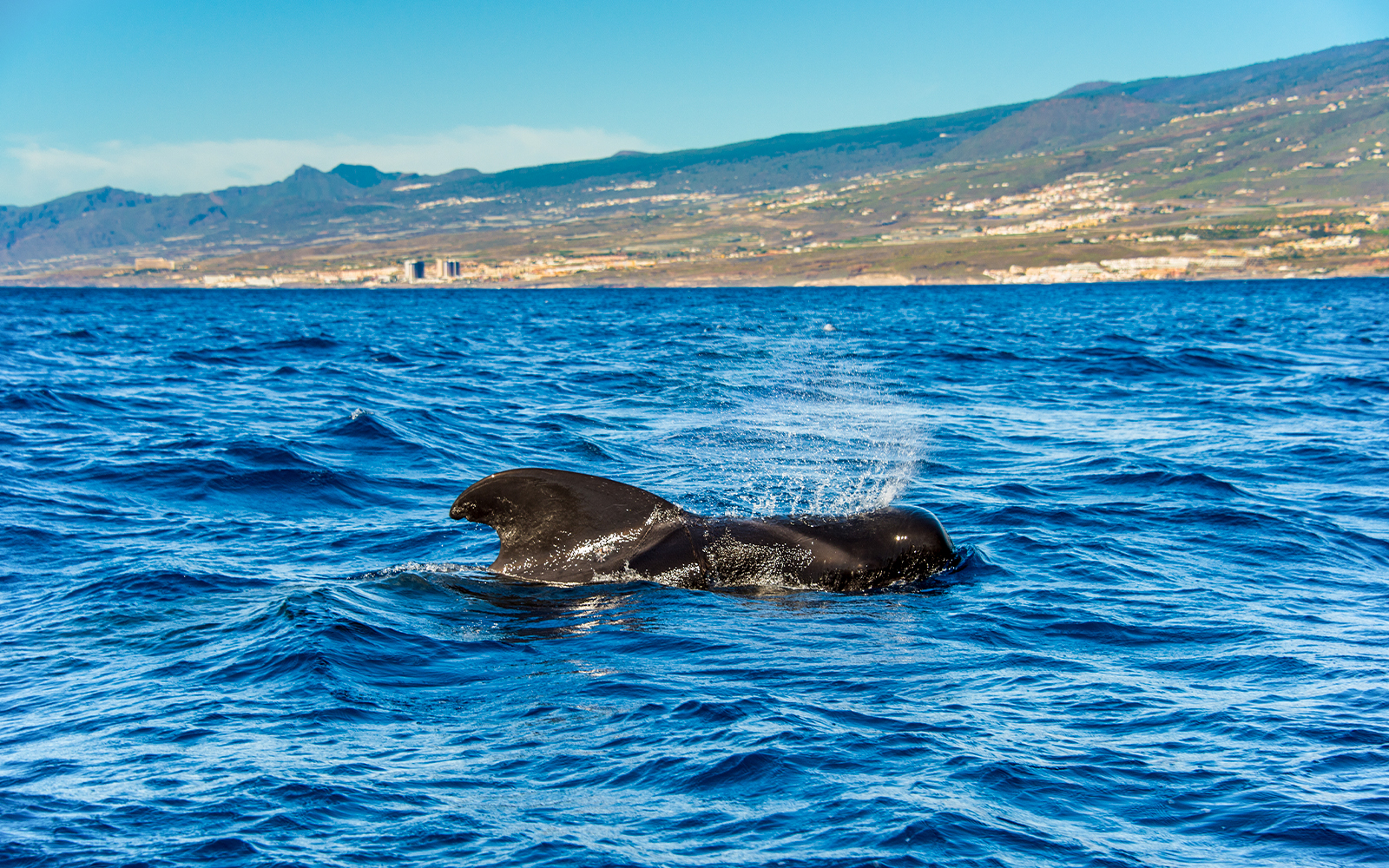 Pilot whale surfacing in the ocean near Tenerife, Canary Islands, Spain.
