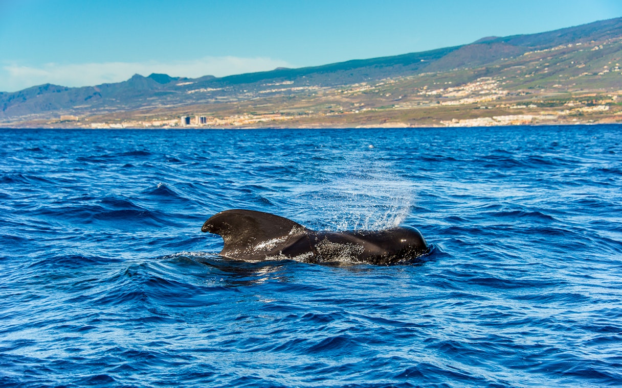 Pilot whale surfacing in the ocean near Tenerife, Canary Islands, Spain.
