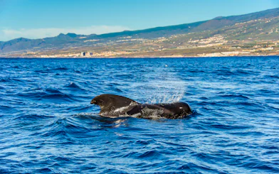 Pilot whale surfacing in the ocean near Tenerife, Canary Islands, Spain.