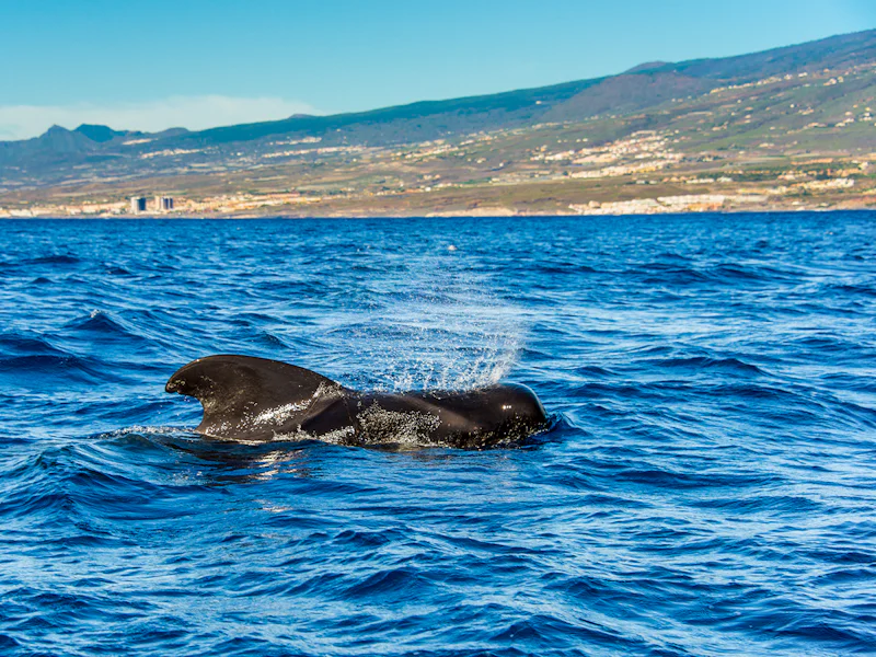 Costa Adeje Whale Dolphin Watching Catamaran Cruise - Teneriffa