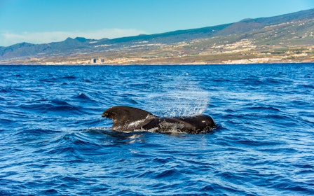 Costa Adeje: Whale & Dolphin Watching Cruise 