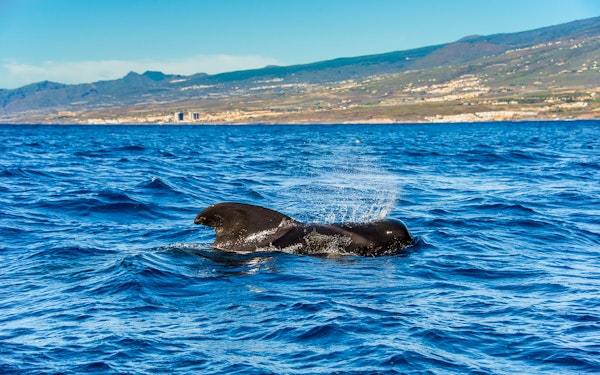 Costa Adeje: Whale & Dolphin Watching Cruise