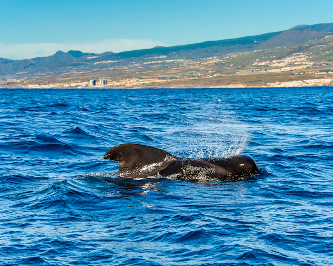 Costa Adeje: Whale & Dolphin Watching Cruise