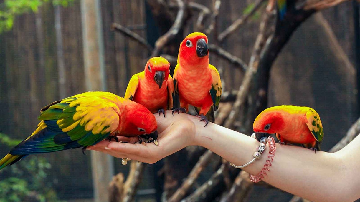 Phuket Bird Park