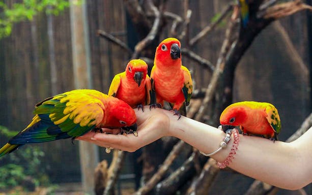 Colorful parrots perched on a hand at Phuket Bird Park.