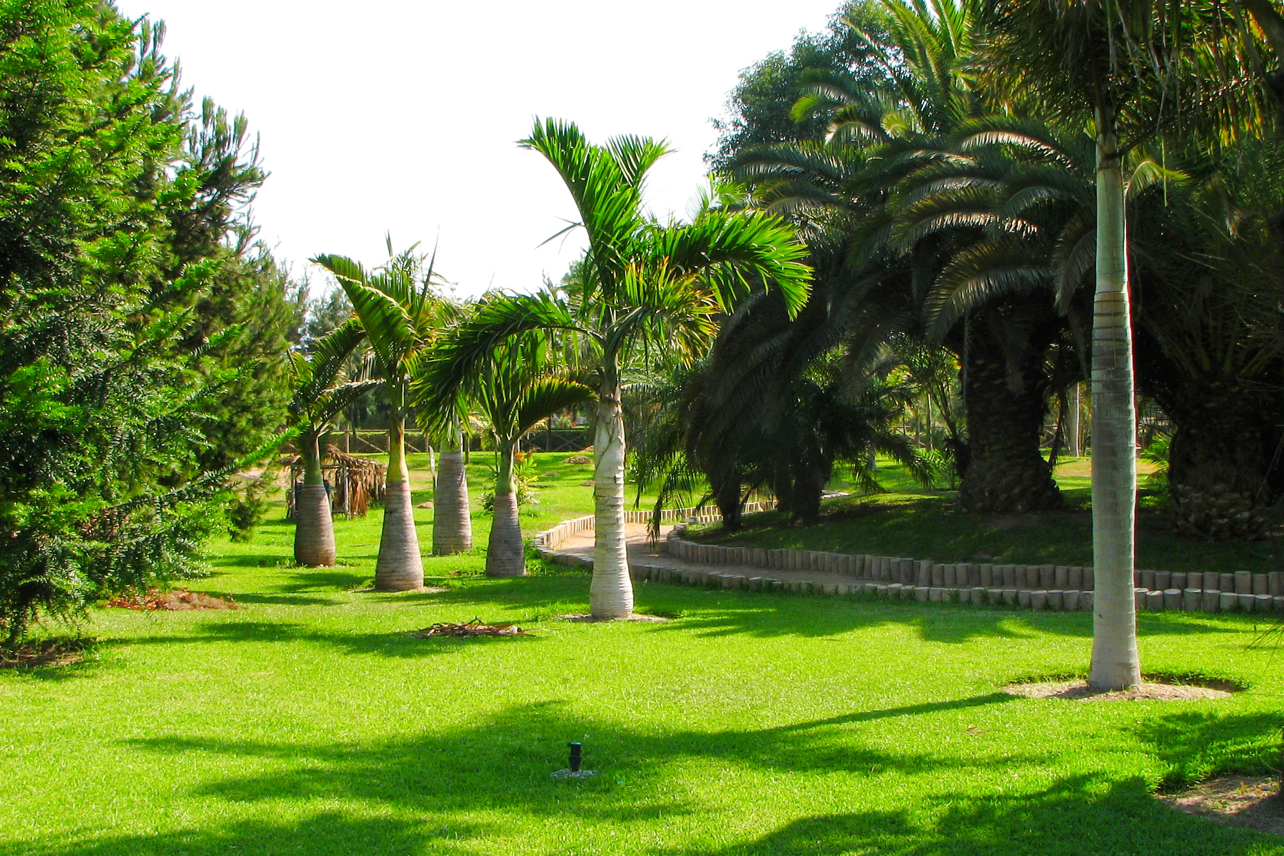 Palm trees lining a pathway in Al Funun Garden.