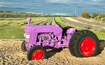 Purple tractor in a lavender field on the Pinnacles Lobster Lavender Tour from Perth.