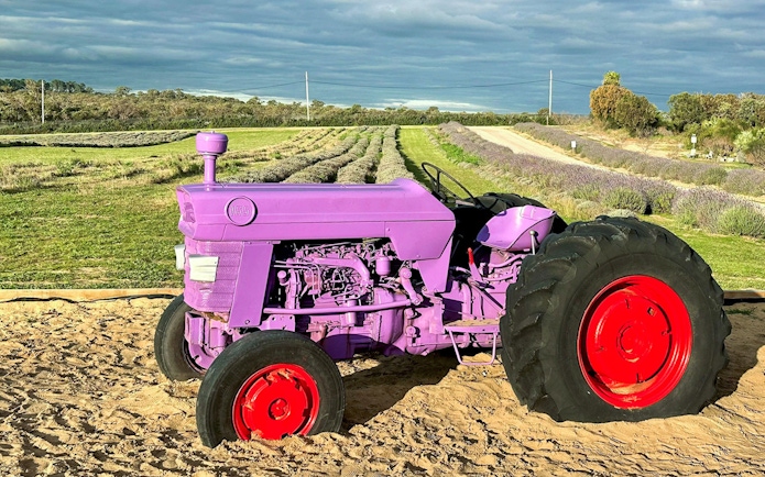 Purple tractor in a lavender field on the Pinnacles Lobster Lavender Tour from Perth.