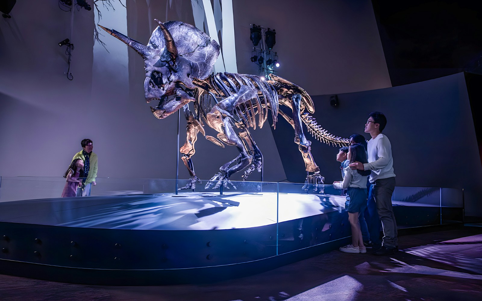 Triceratops skeleton exhibit at Melbourne Museum with visitors observing.