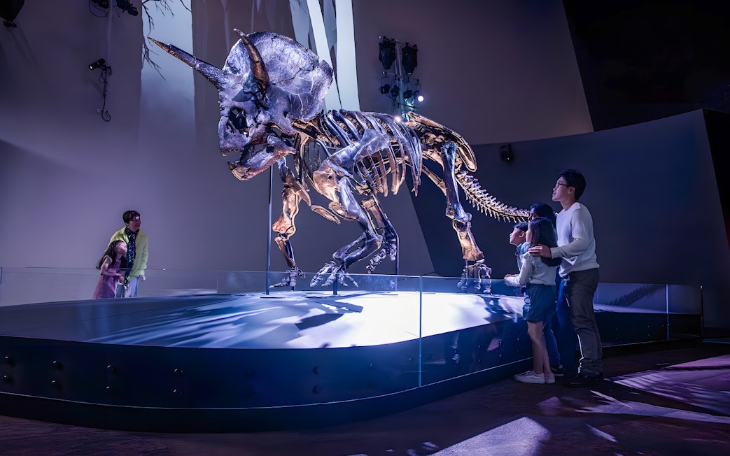 Triceratops skeleton exhibit at Melbourne Museum with visitors observing.