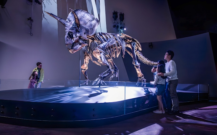 Triceratops skeleton exhibit at Melbourne Museum with visitors observing.