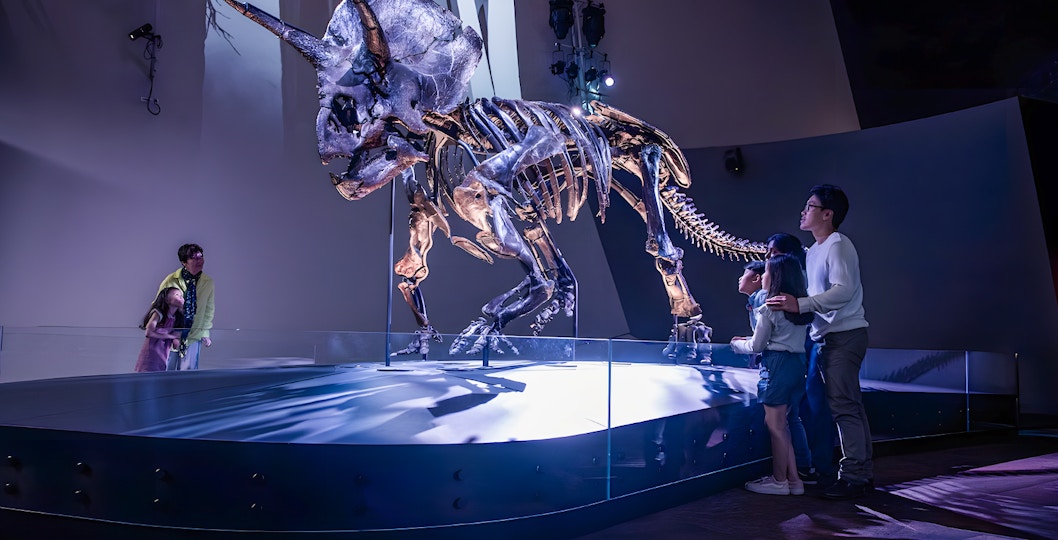 Triceratops skeleton exhibit at Melbourne Museum with visitors observing.