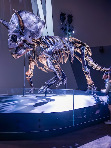 Triceratops skeleton exhibit at Melbourne Museum with visitors observing.