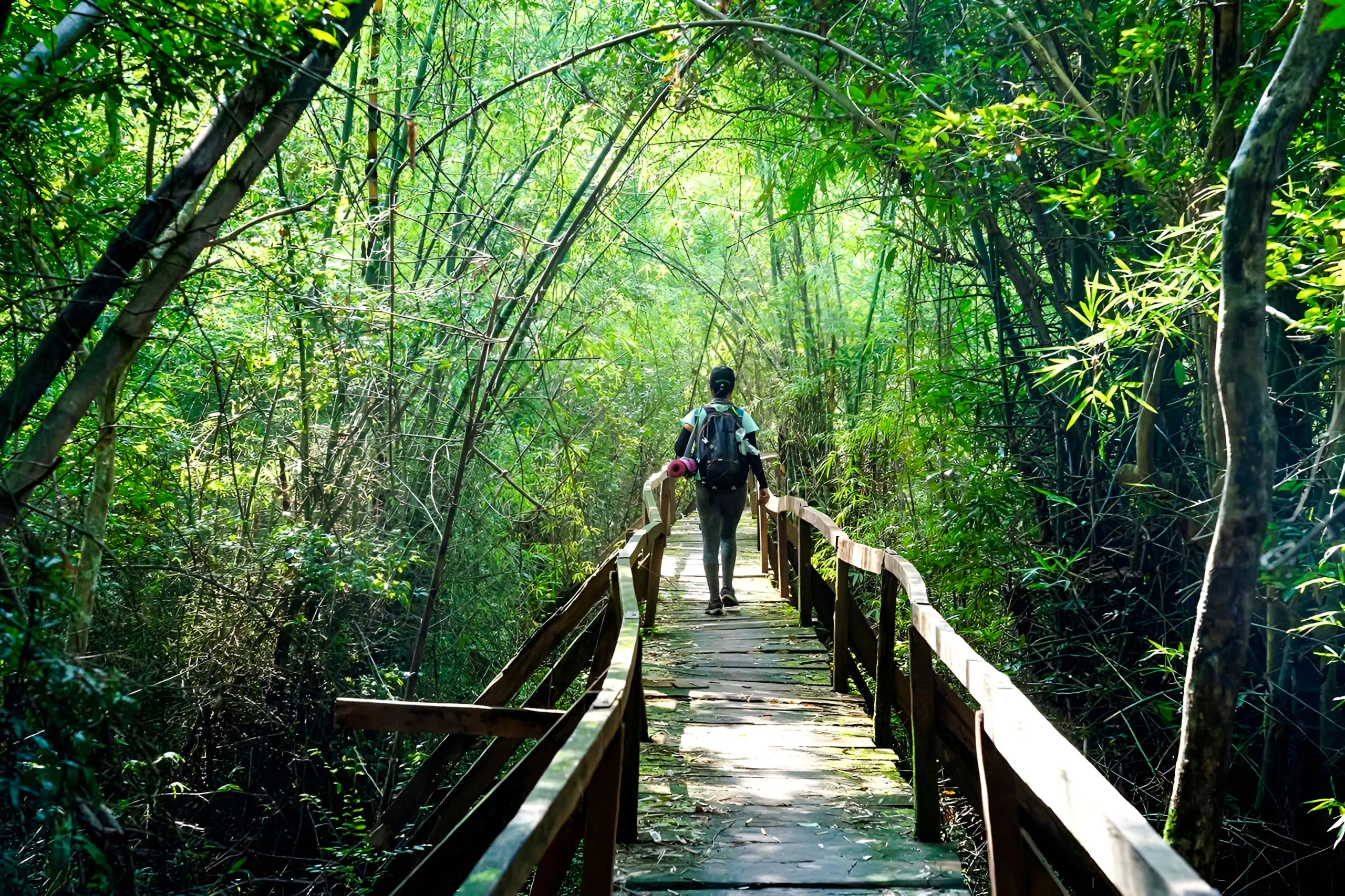 Person walking on a wooden path through dense jungle in Nam Cat Tien, Vietnam.