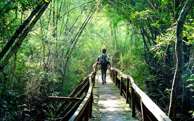 Person walking on a wooden path through dense jungle in Nam Cat Tien, Vietnam.