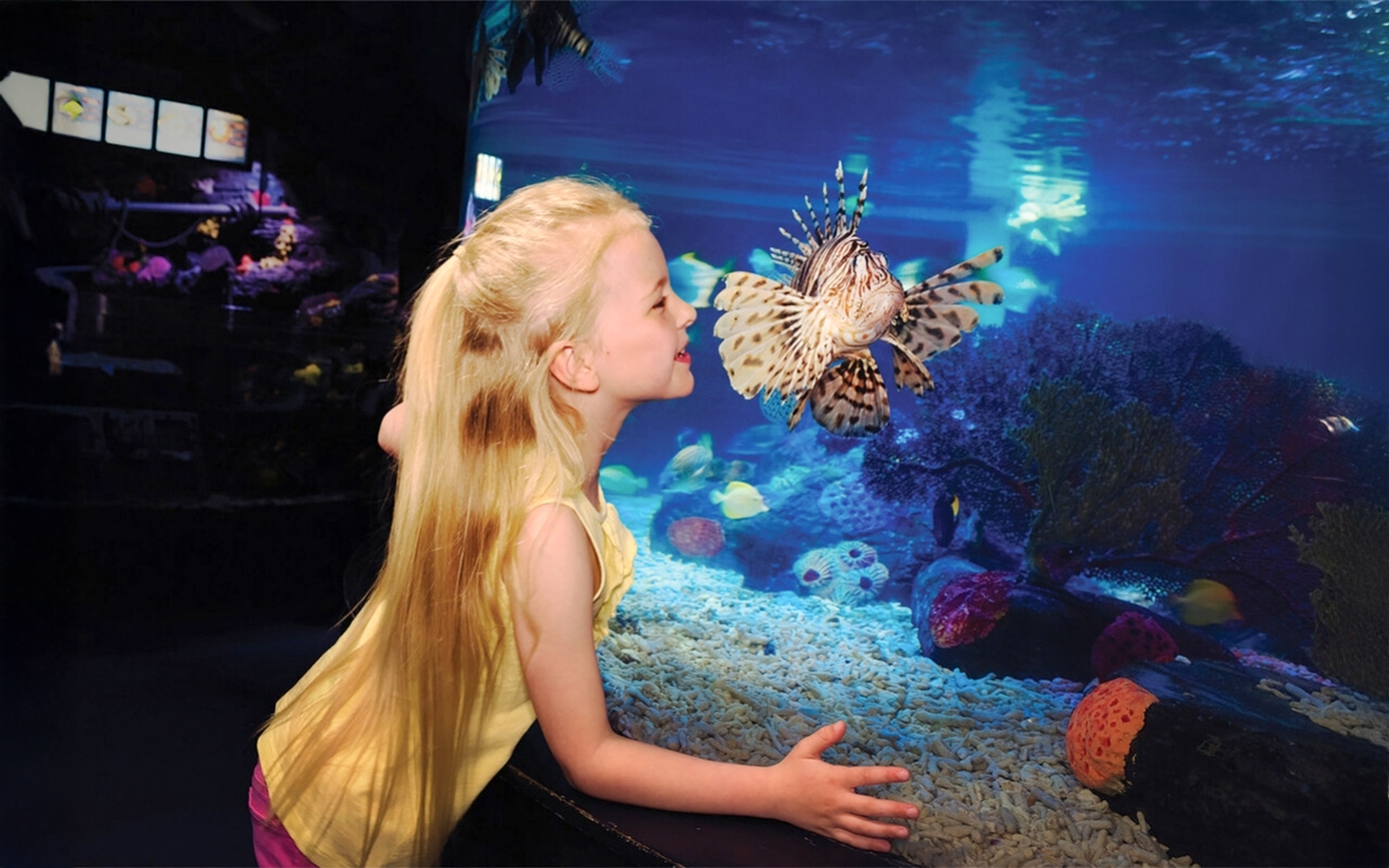 Child observing lionfish at Sea Life Aquarium, Legoland California.