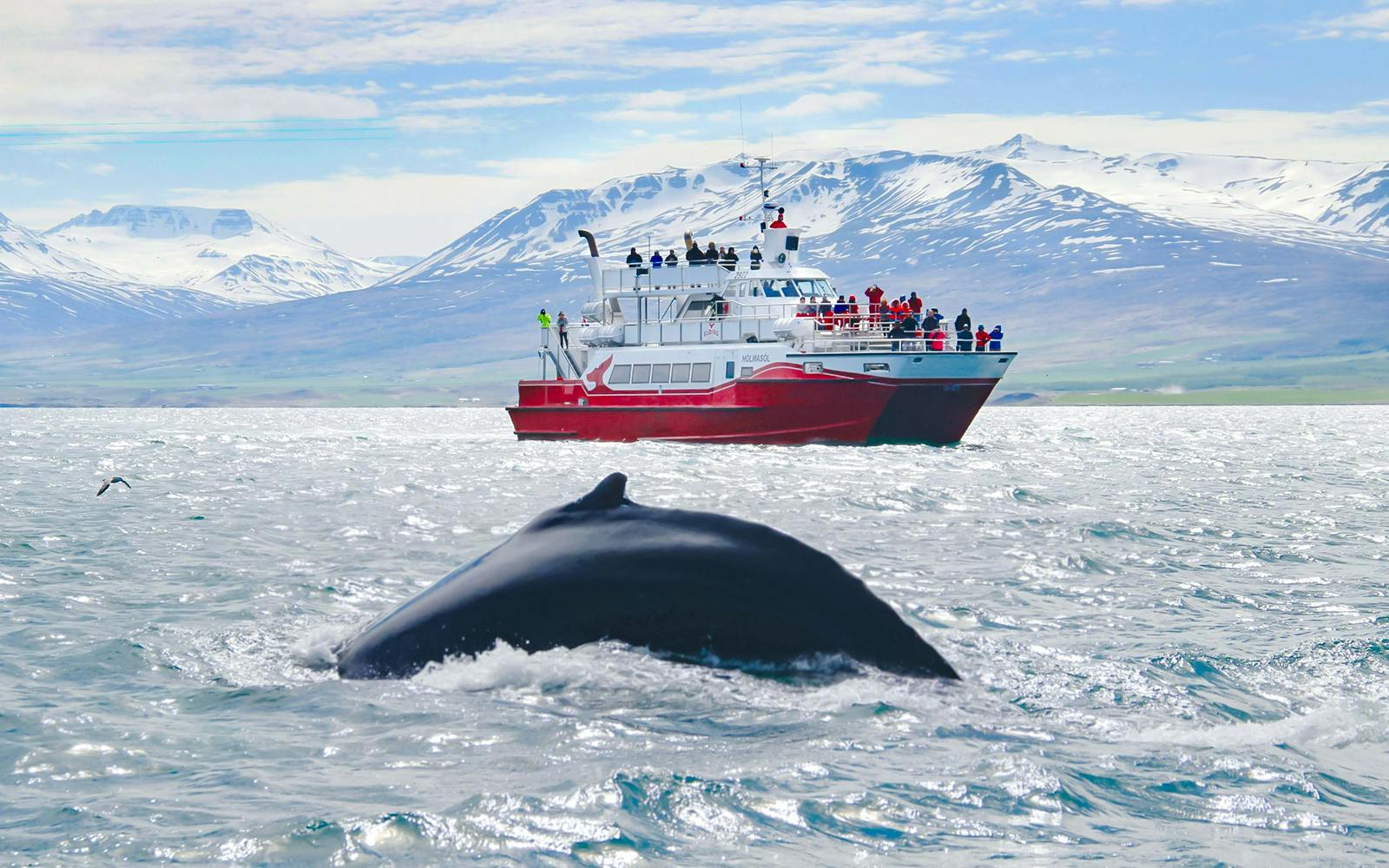 Humpback whale near tour boat in Akureyri with snowy mountains in background.