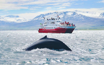Humpback whale near tour boat in Akureyri with snowy mountains in background.