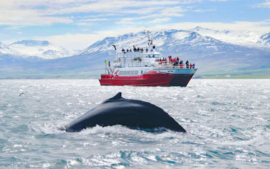 Humpback whale near tour boat in Akureyri with snowy mountains in background.