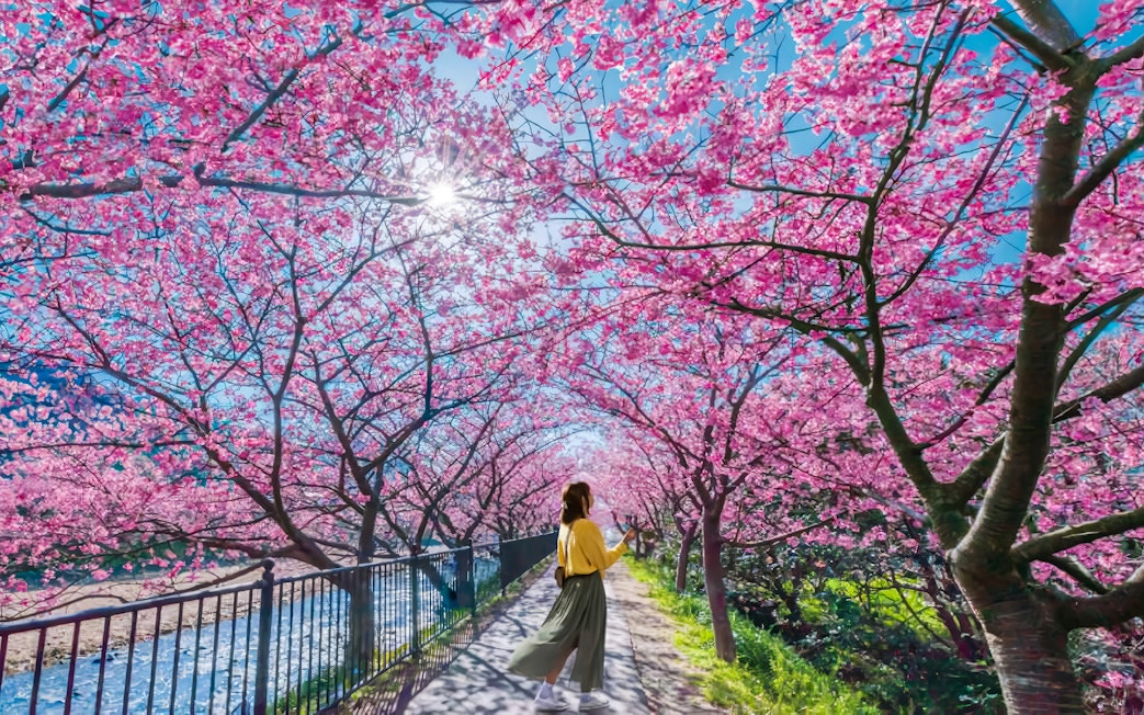 Kawazu Cherry Blossoms lining a riverside path in Japan.
