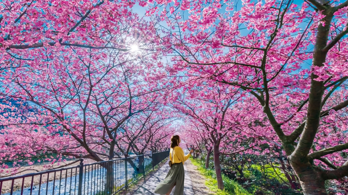 Kawazu Cherry Blossoms lining a riverside path in Japan.