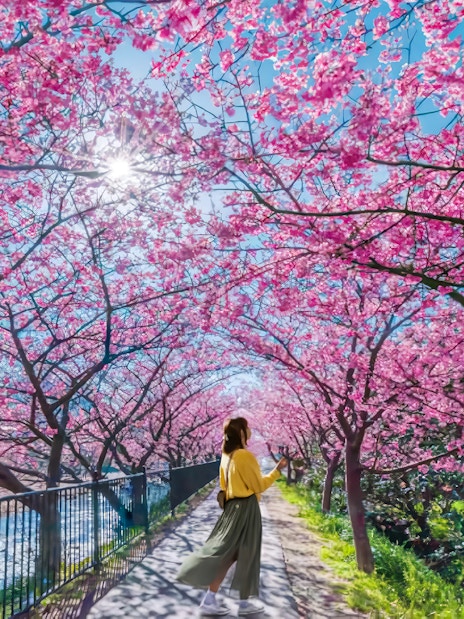 Kawazu Cherry Blossoms lining a riverside path in Japan.