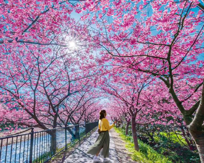 Tokyo Cherry Blossom Day Tour: Kawazu Cherry Blossom Festival and Jogasaki Coast
