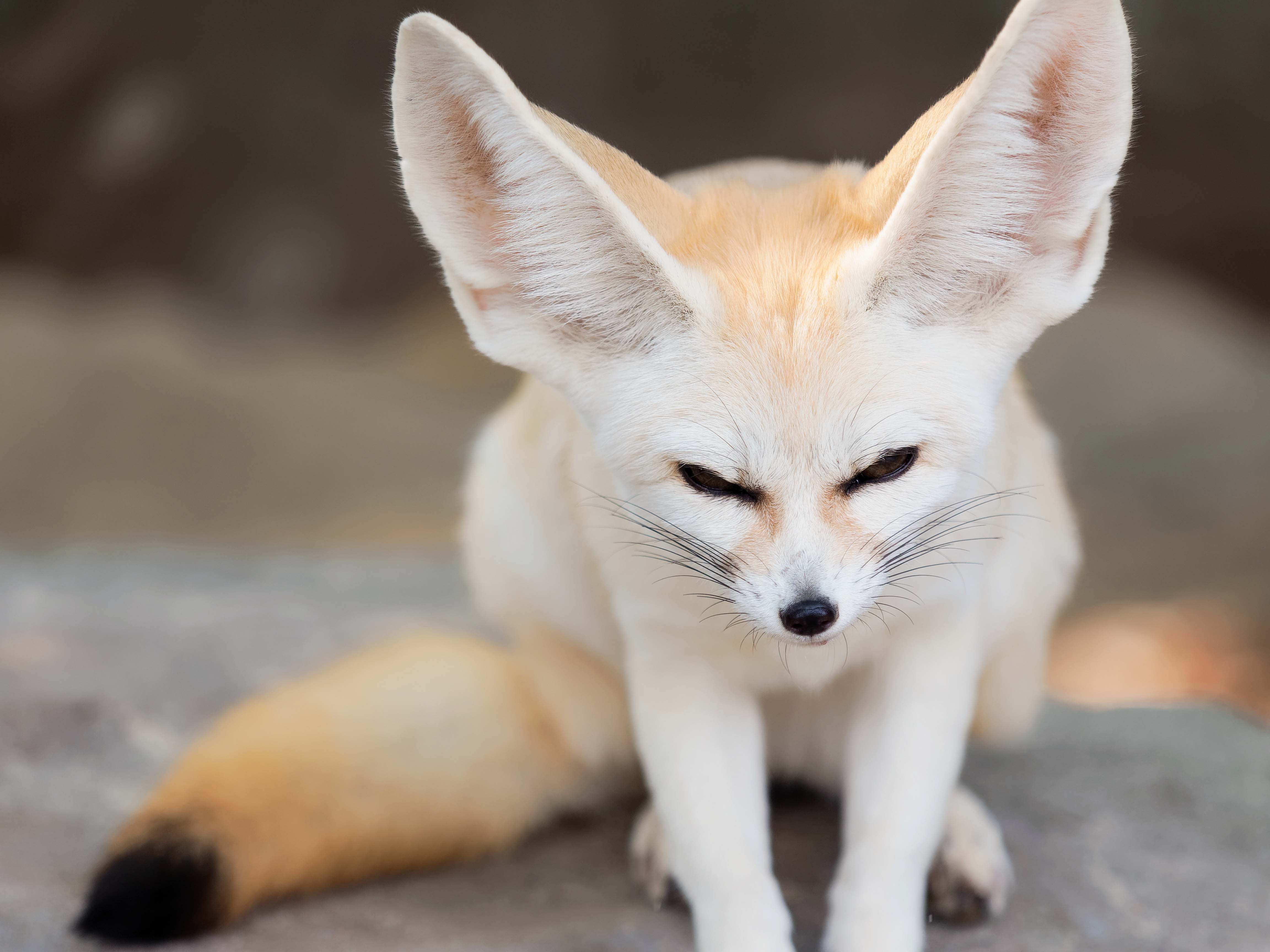 Ingressos para o Farm in the City Malásia: Casa do Deserto