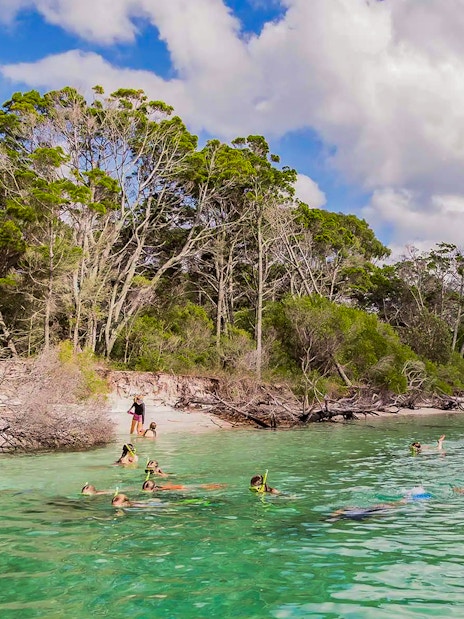 Tourists snorkelling near the shore of Fraser Island, K'gari, with lush greenery in the background.