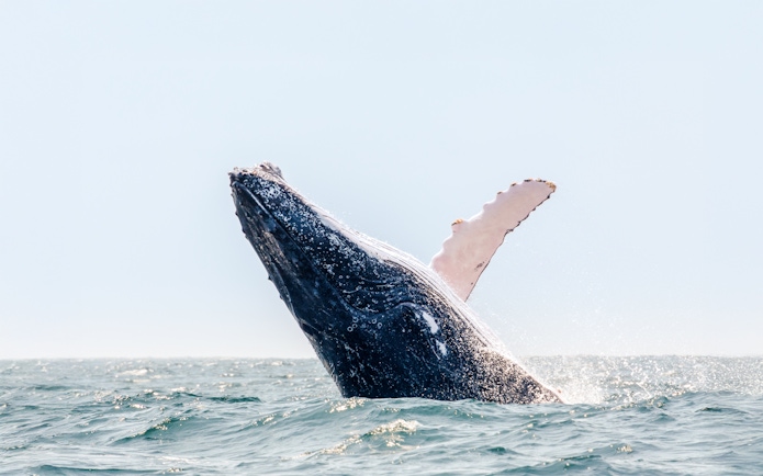 Humpback whale breaching in ocean waters.