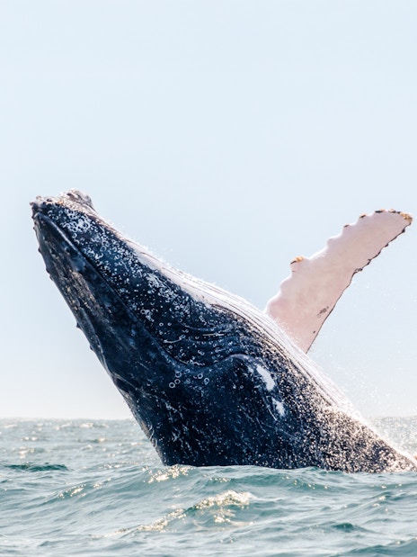 Humpback whale breaching in ocean waters.