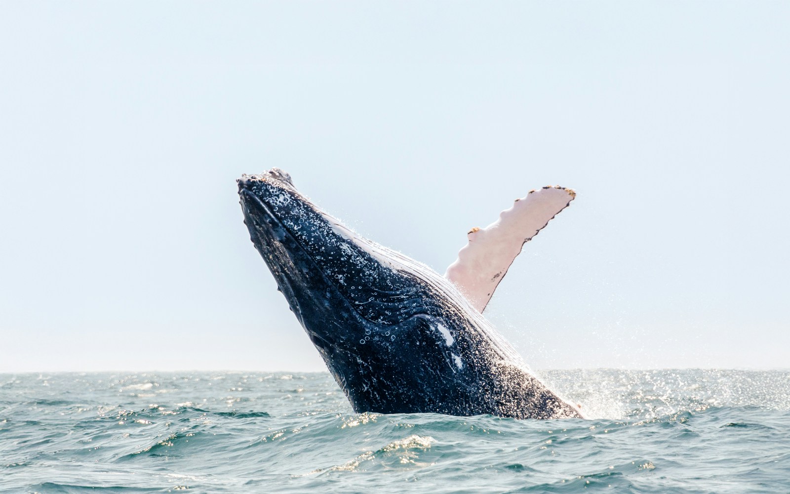 Humpback whale breaching