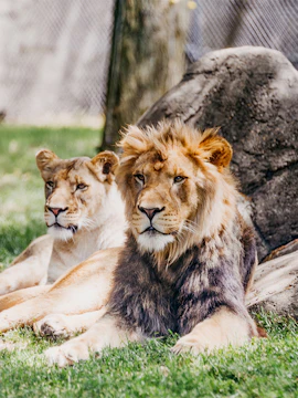 Lions resting on grass at Melaka Zoo.