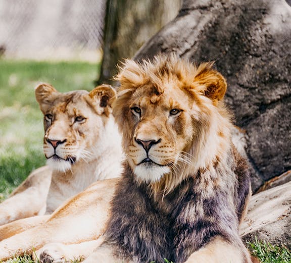 Lions resting on grass at Melaka Zoo.