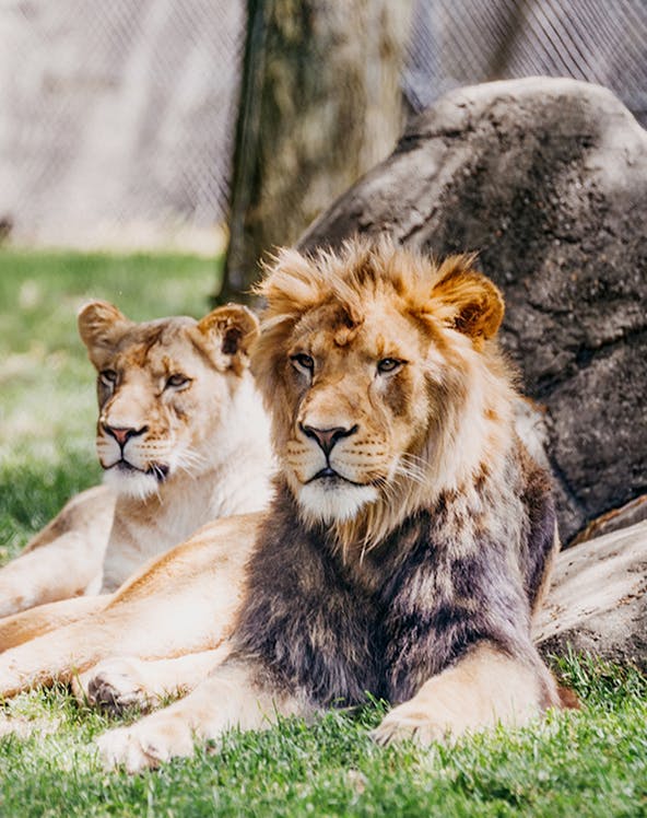 Lions resting on grass at Melaka Zoo.