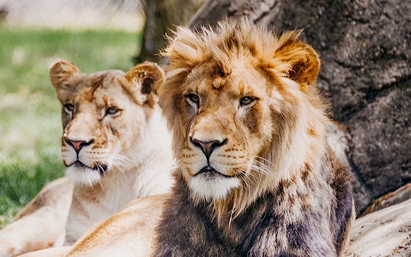 Lions resting on grass at Melaka Zoo.