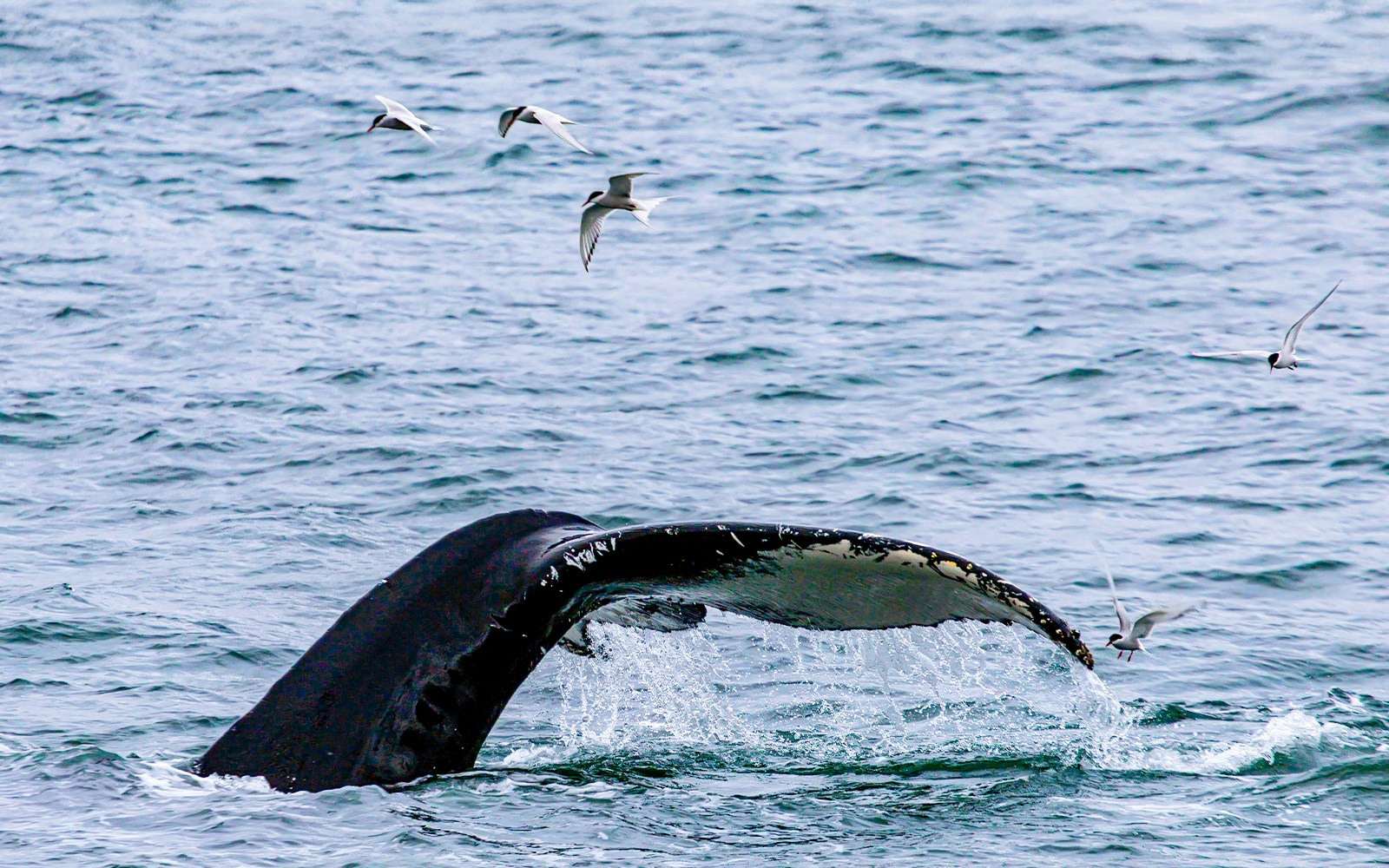 A whale's tail and seabirds on the surface of the ocea