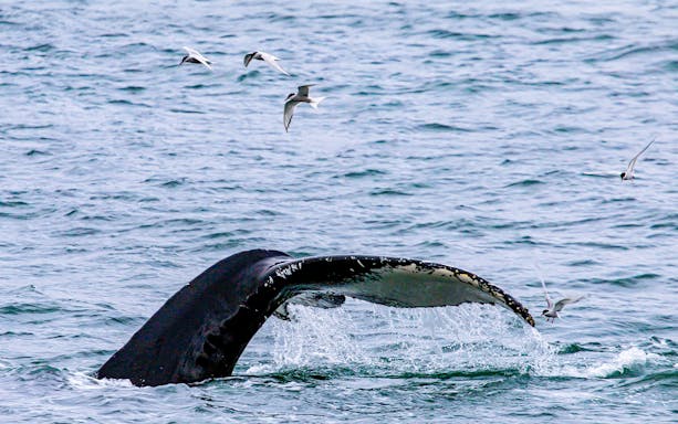 Humpback whale's tail and seabirds on water during Husavik whale watching tour.