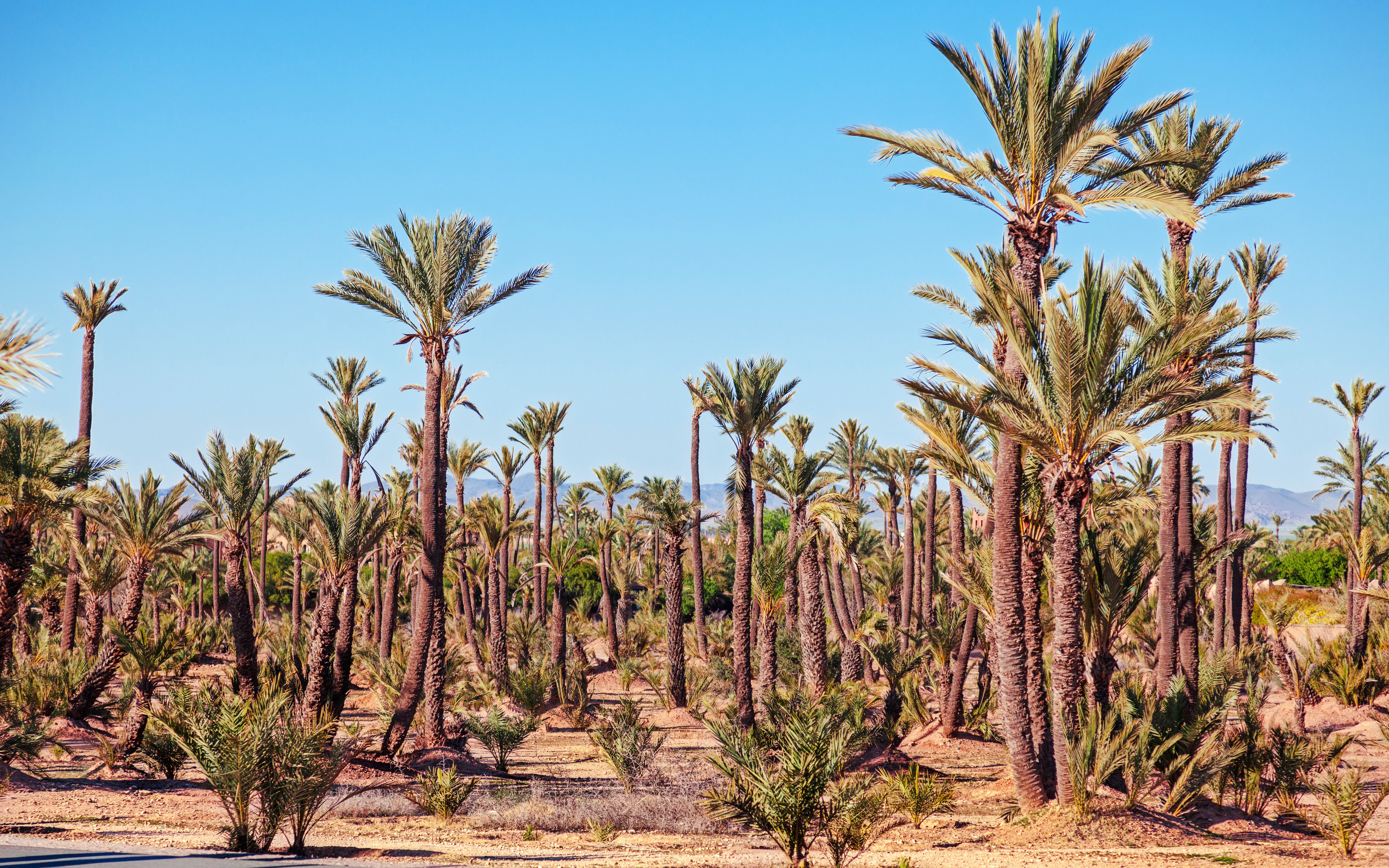 Palmeraie palm grove landscape under clear sky, Marrakech buggy ride tour.