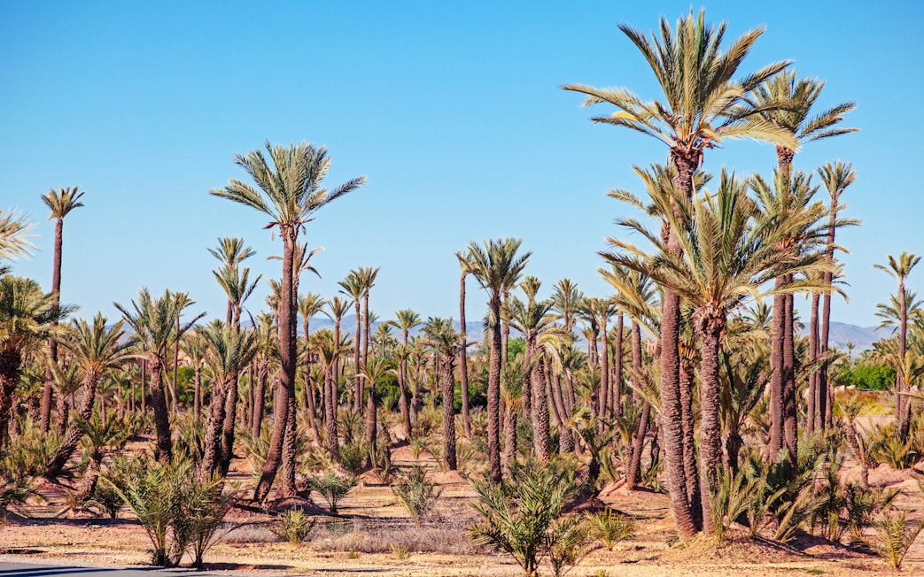 Palmeraie palm grove landscape under clear sky, Marrakech buggy ride tour.