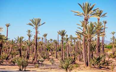 Palmeraie palm grove landscape under clear sky, Marrakech buggy ride tour.