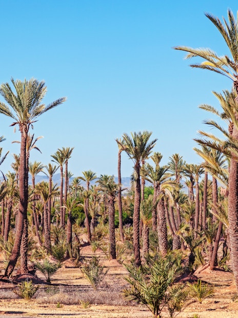 Palmeraie palm grove landscape under clear sky, Marrakech buggy ride tour.