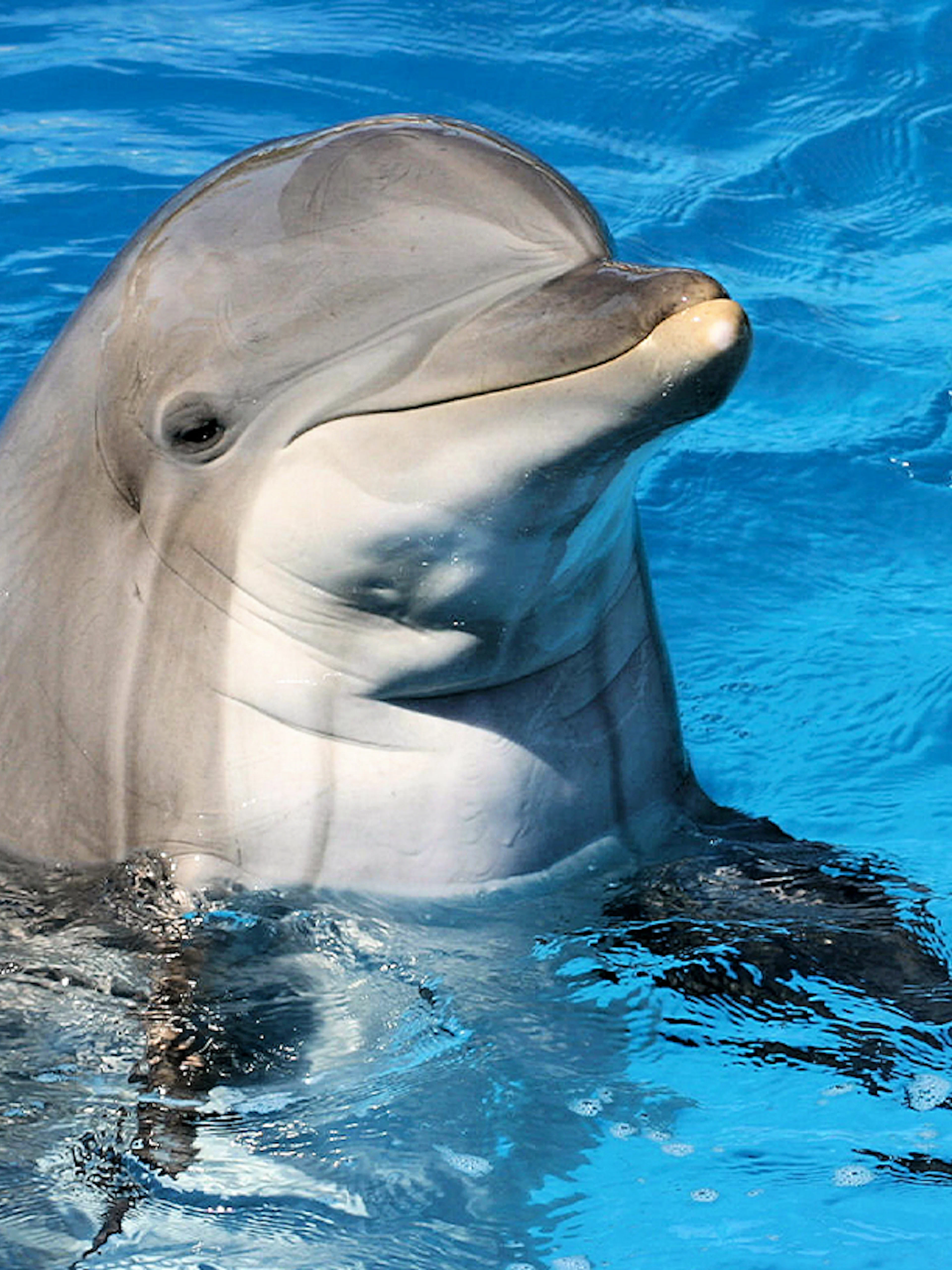 Dolphin swimming at Clearwater Beach Tours, Orlando.